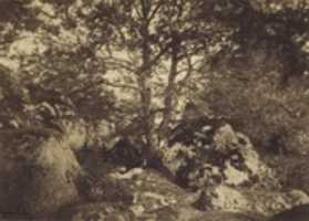 Free download [Oak Tree and Rocks, Forest of Fontainebleau] free photo or picture to be edited with GIMP online image editor